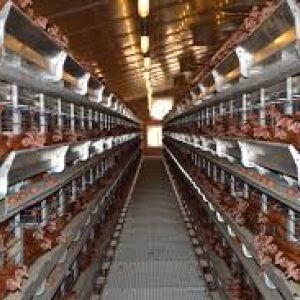 Poultry Projects