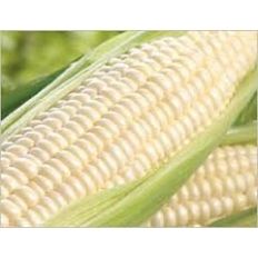 Seethi Seeds